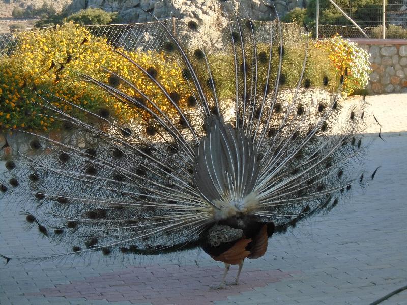 Aparthotel Lindos Nest Pefki Exterior foto